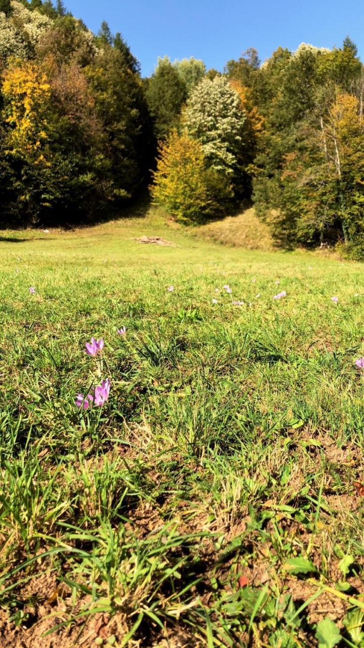 Pensiunea Valea Gepisului Grosi  Экстерьер фото